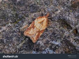 Attēlu rezultāti vaicājumam “Acleris aspersana”