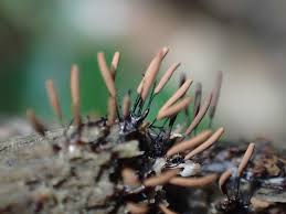 Attēlu rezultāti vaicājumam “Stemonitis axifera var. smithii”