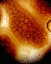 Attēlu rezultāti vaicājumam “Lycogala succineum macro”