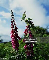 Image result for Fingerhut rot