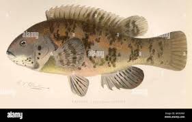 Image result for Tautoga onitis