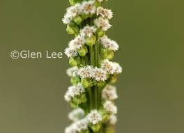 Attēlu rezultāti vaicājumam “Triglochin maritimum flower”