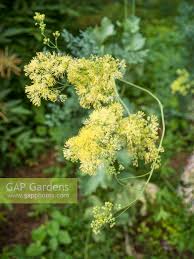 Attēlu rezultāti vaicājumam “Thalictrum flavum”