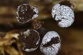 Attēlu rezultāti vaicājumam “Physarum leucophaeum stalked”