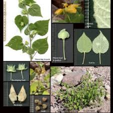 Attēlu rezultāti vaicājumam “Malvaceae”