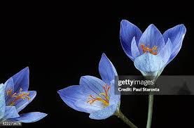 Attēlu rezultāti vaicājumam “Crocus speciosus”