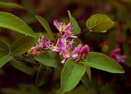 Attēlu rezultāti vaicājumam “Lonicera tatarica flower”