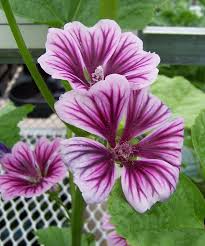 Image result for Malva sylvestris 'Zebrina'