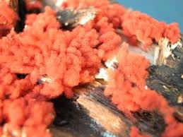 Attēlu rezultāti vaicājumam “Arcyria incarnata spores”