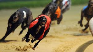 Image result for Reading Greyhound Track
