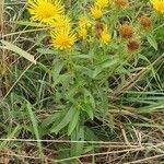 Attēlu rezultāti vaicājumam “Inula salicina leaf”