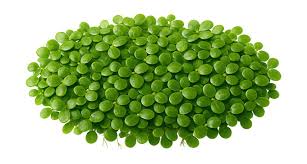 Attēlu rezultāti vaicājumam “Lemnaceae”