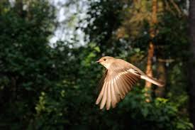 Attēlu rezultāti vaicājumam “Ficedula hypoleuca female”