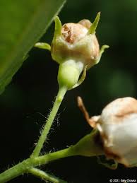 Attēlu rezultāti vaicājumam “Crataegus x macrocarpa fruit”