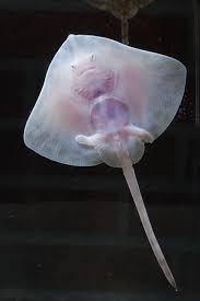 Image result for Raja clavata