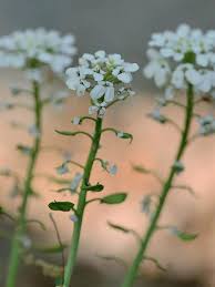 Image result for Iberis amara