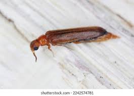 Attēlu rezultāti vaicājumam “Hylecoetus dermestoides”