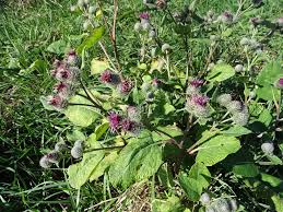 Attēlu rezultāti vaicājumam “Arctium tomentosum”