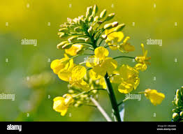 Attēlu rezultāti vaicājumam “Brassica napus”