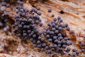 Attēlu rezultāti vaicājumam “Collaria arcyrionema spores”