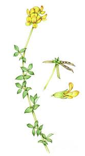 Attēlu rezultāti vaicājumam “Lotus corniculatus”