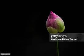 Attēlu rezultāti vaicājumam “Lotus sp. bud”