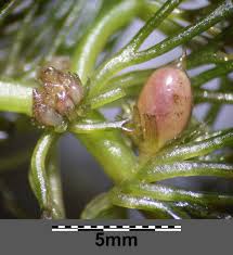 Attēlu rezultāti vaicājumam “Ceratophyllum submersum leaf”
