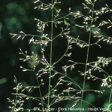 Attēlu rezultāti vaicājumam “Poa palustris leaf”