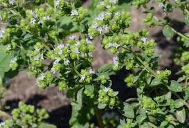 Image result for Majoran