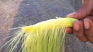 Attēlu rezultāti vaicājumam “Zea mays female flower”