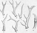 C. Cervidae
