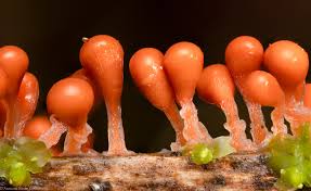 Attēlu rezultāti vaicājumam “Trichia sp.”