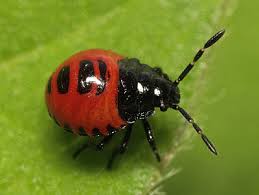 Attēlu rezultāti vaicājumam “Zicrona caerulea nymph”