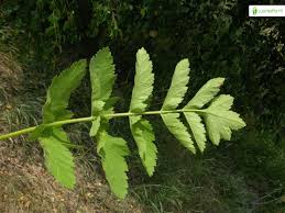 Attēlu rezultāti vaicājumam “Pastinaca sativa subsp. sylvestris leaf”