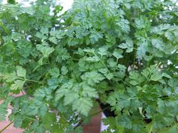 Image result for Kerbel