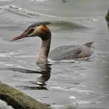 Attēlu rezultāti vaicājumam “Podiceps cristatus adult”