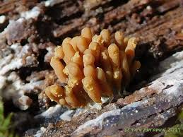 Attēlu rezultāti vaicājumam “Heterotrichia obvelata (syn. Arcyria obvelata)”