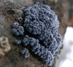 Attēlu rezultāti vaicājumam “Brefeldia maxima young”