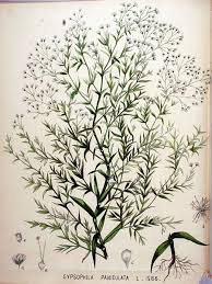 Attēlu rezultāti vaicājumam “Gypsophila muralis fruit”