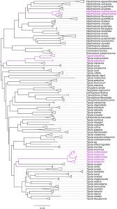 Attēlu rezultāti vaicājumam “Dictenidia bimaculata male”