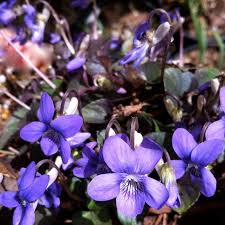 Attēlu rezultāti vaicājumam “Viola riviniana”