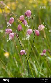 Attēlu rezultāti vaicājumam “Cribraria vulgaris young”