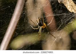 Attēlu rezultāti vaicājumam “Neriene montana”