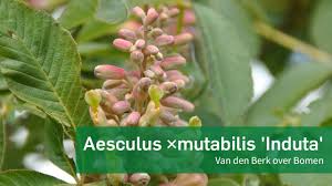 Attēlu rezultāti vaicājumam “Aesculus x hybrida bud”