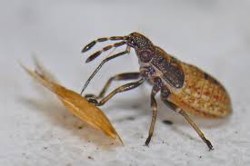 Attēlu rezultāti vaicājumam “Kleidocerys resedae imago”