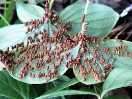 Attēlu rezultāti vaicājumam “Leocarpus fragilis young”