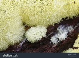 Attēlu rezultāti vaicājumam “Ceratiomyxa porioides”