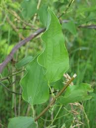 Attēlu rezultāti vaicājumam “Celastrus flagellaris”