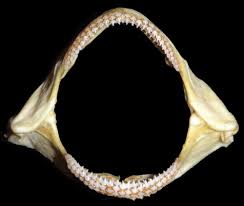 Image result for Ginglymostoma unami