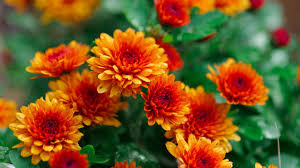 Image result for Chrysanthemum spectabile